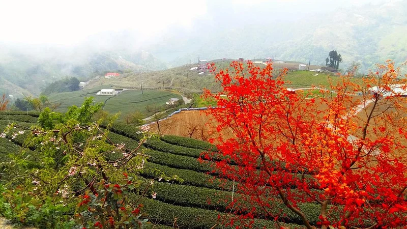 Đài Trung - Hình ảnh đẹp