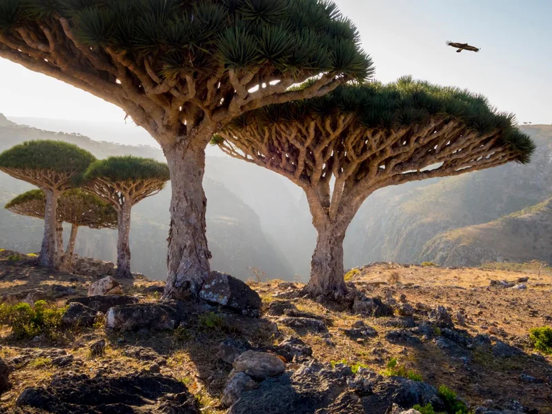 Yemen - Hình ảnh đẹp